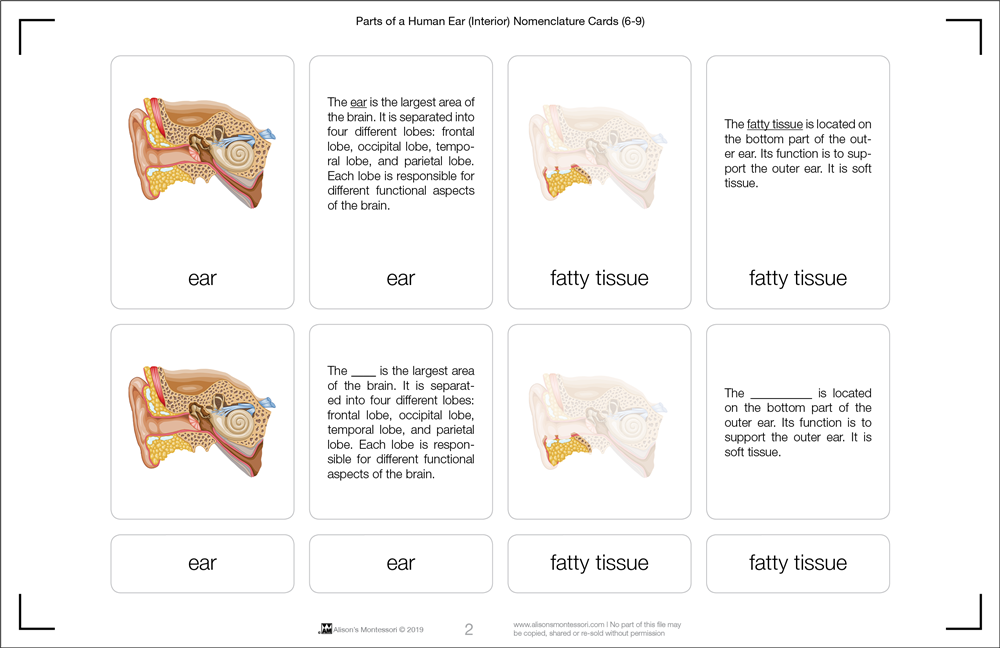 Parts of a Human Ear Nomenclature Cards (6-9)