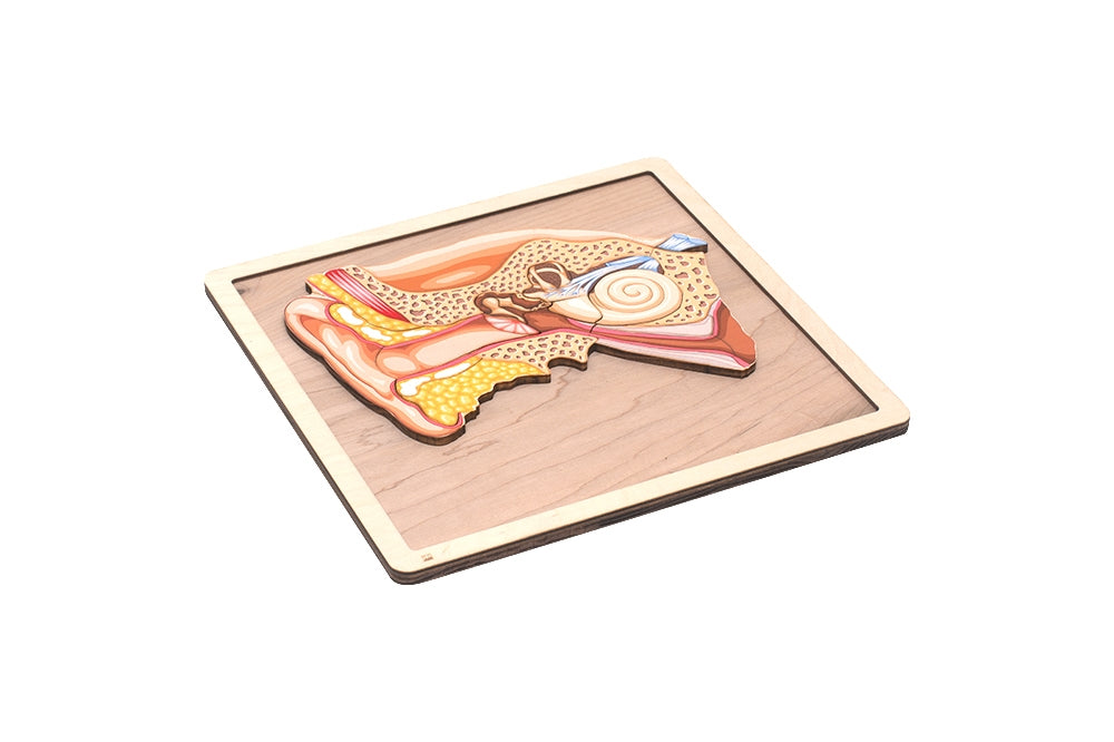 Parts of a Human Ear Puzzle with Nomenclature Cards (3-6)