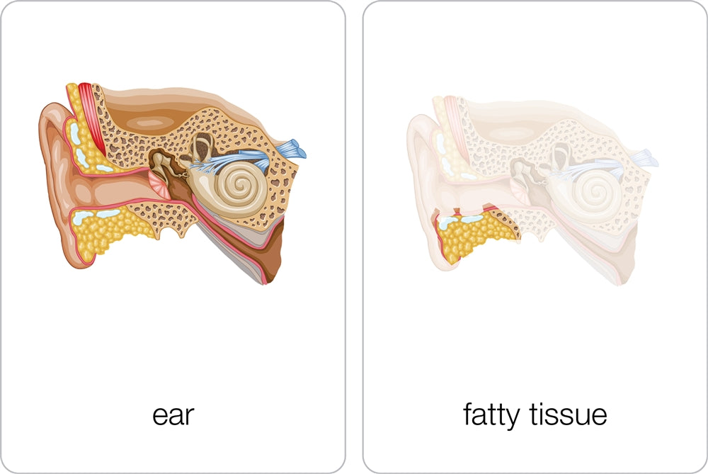 Parts of a Human Ear Puzzle with Nomenclature Cards (3-6)