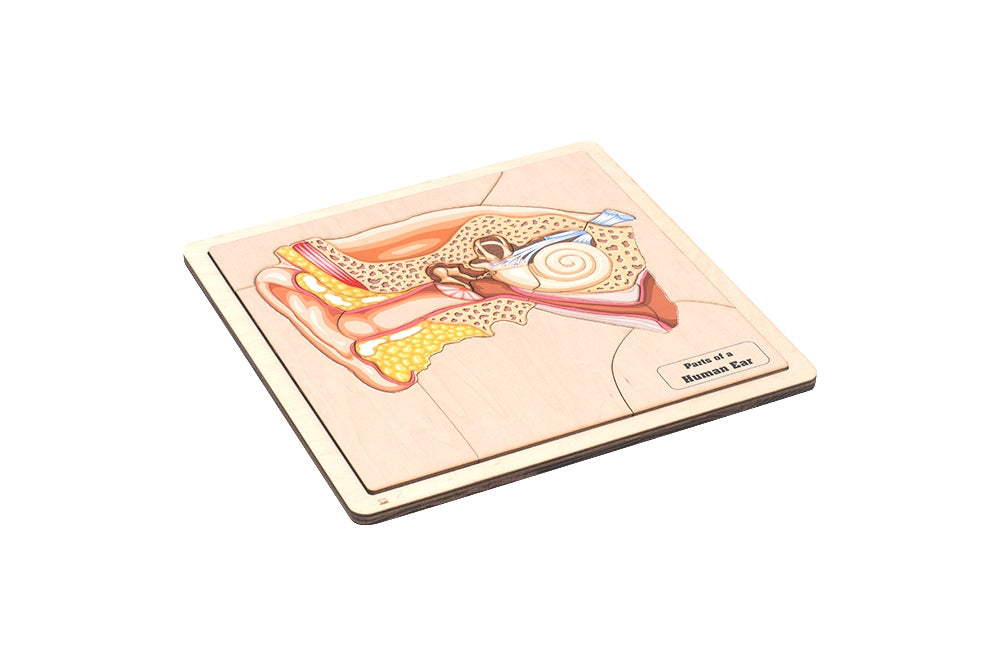 Parts of a Human Ear Puzzle with Nomenclature Cards (6-9)