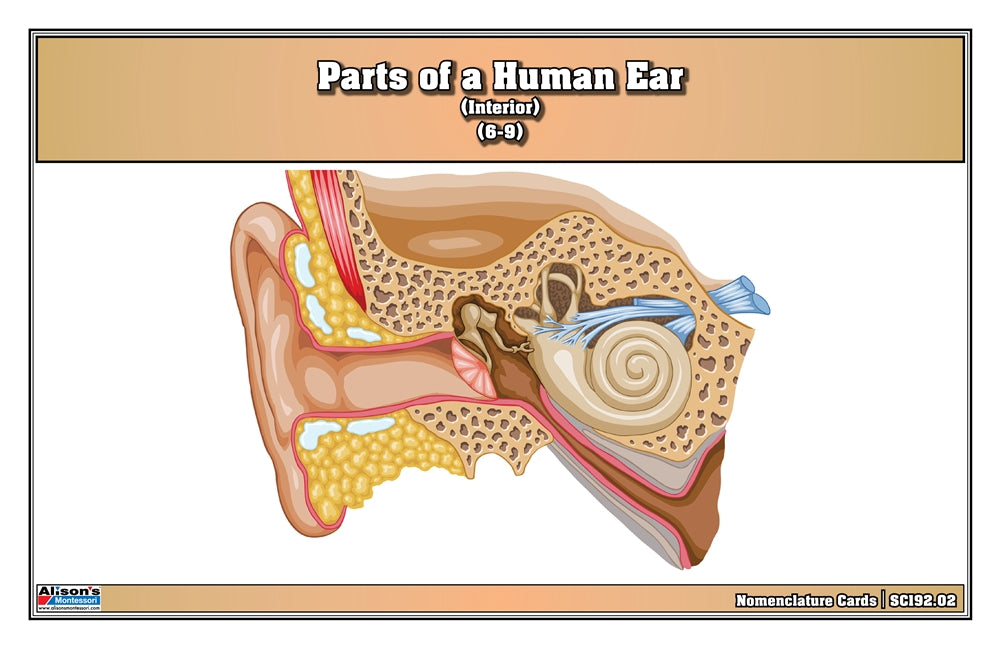 Parts of a Human Ear Puzzle with Nomenclature Cards (6-9)