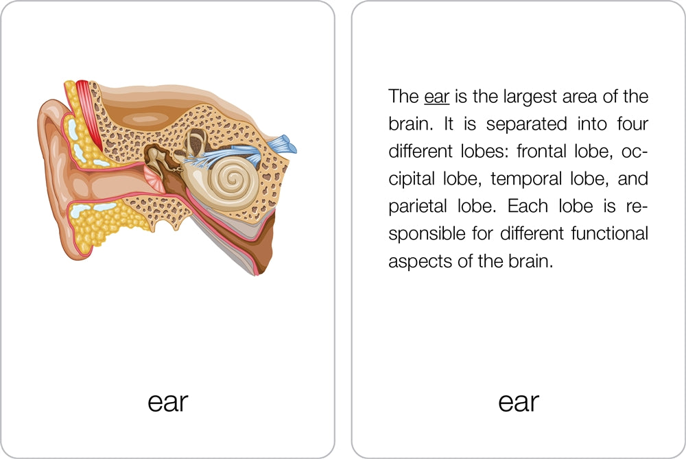 Parts of a Human Ear Puzzle with Nomenclature Cards (6-9)