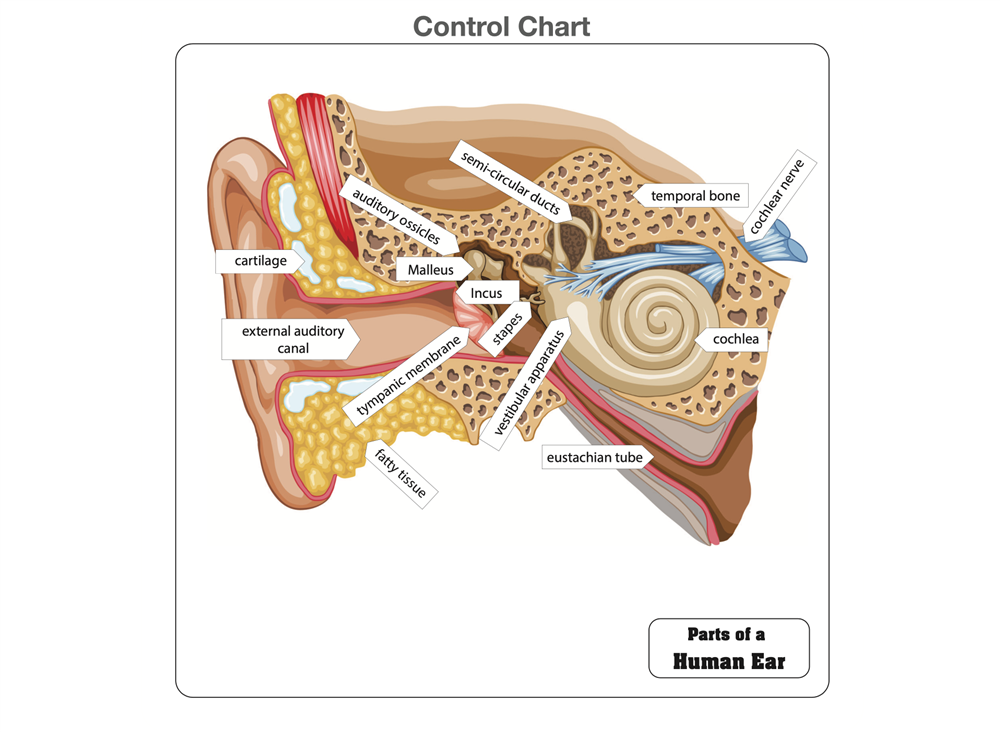 Parts of a Human Ear Puzzle