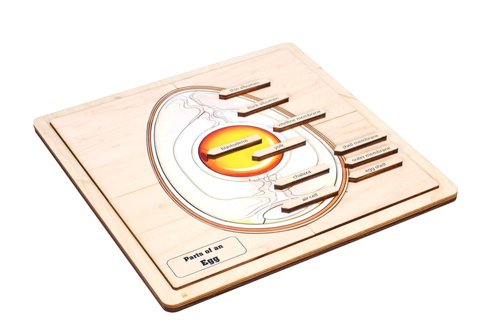 Parts of an Egg Puzzle
