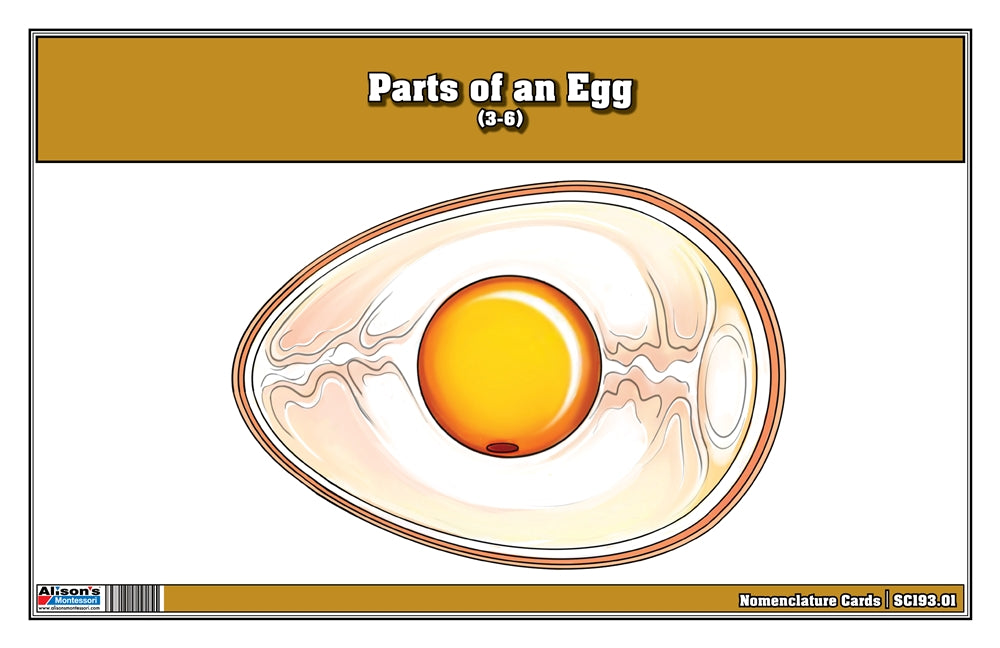 Parts of an Egg Nomenclature Cards (3-6)