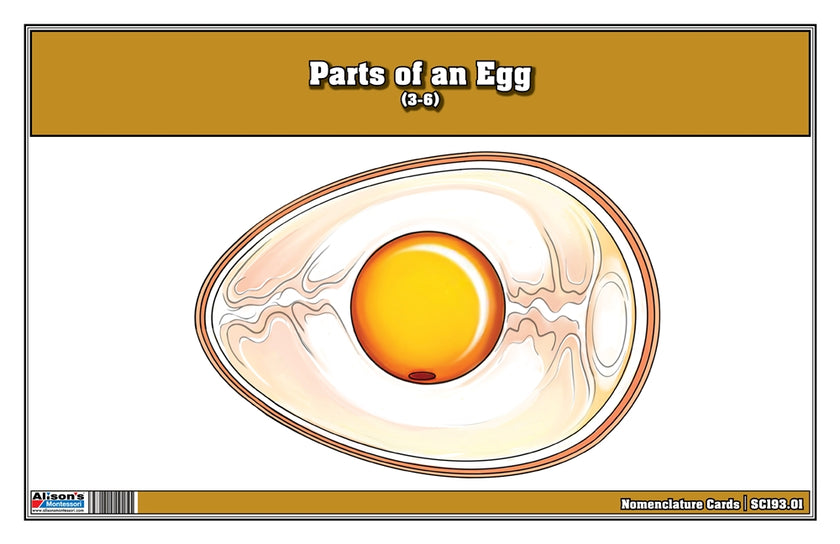 Parts of an Egg Nomenclature Cards (3-6)