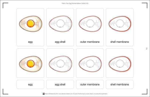 Parts of an Egg Nomenclature Cards (3-6)