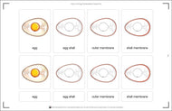 Parts of an Egg Nomenclature Cards (3-6)