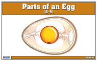 Parts of an Egg Nomenclature Cards (6-9)