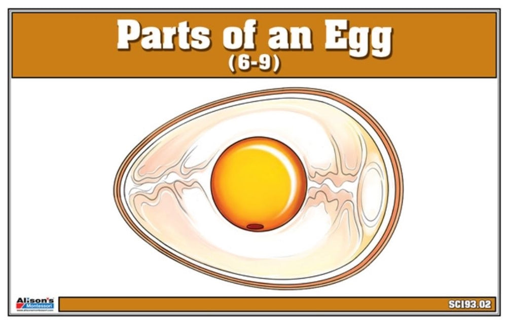 Parts of an Egg Nomenclature Cards (6-9)