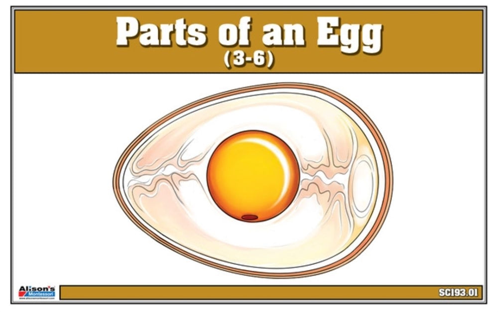 Parts of an Egg Nomenclature Puzzle and Nomenclature Cards (3-6)
