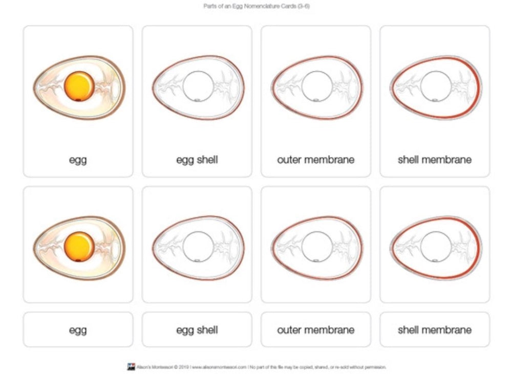 Parts of an Egg Nomenclature Puzzle and Nomenclature Cards (3-6)