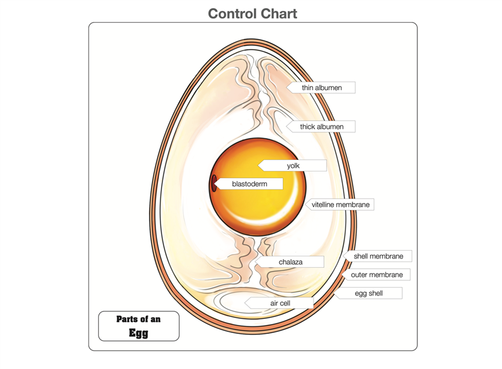 Parts of an Egg Puzzle and Nomenclature Cards (6-9)