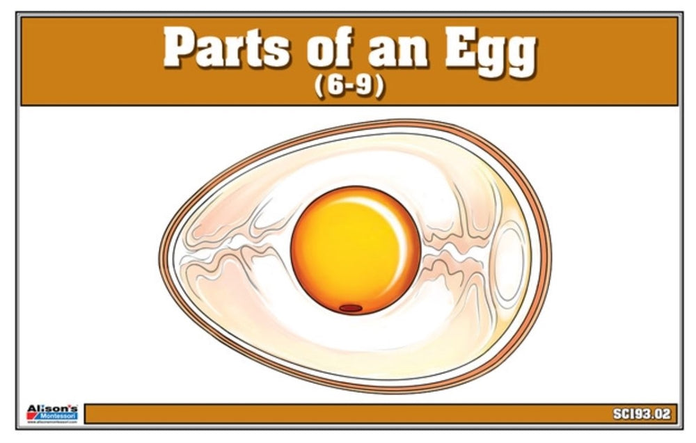 Parts of an Egg Puzzle and Nomenclature Cards (6-9)