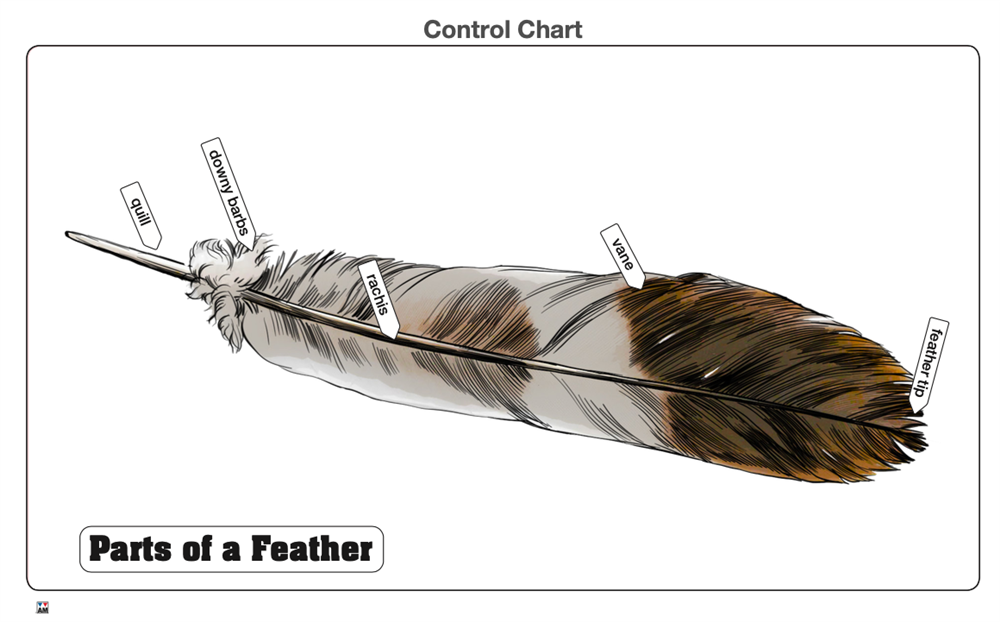 Parts of a Feather Puzzle with Nomenclature Cards (3-6)