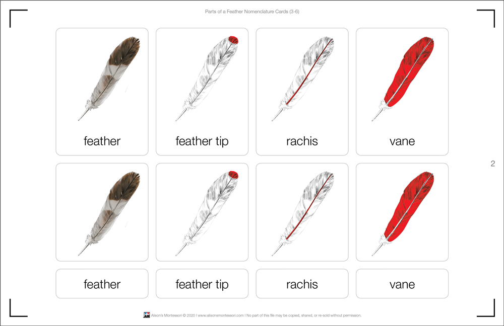 Parts of a Feather Puzzle with Nomenclature Cards (3-6)