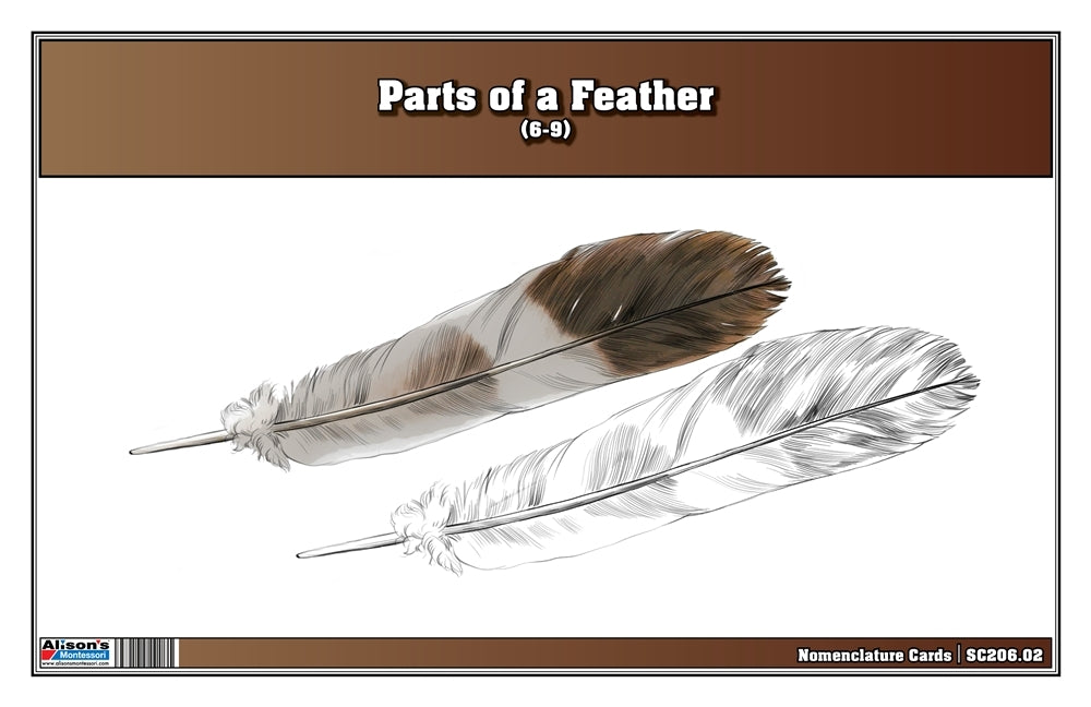 Parts of a Feather Puzzle with Nomenclature Cards (6-9)
