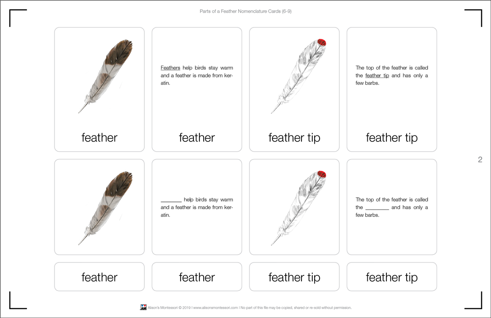 Parts of a Feather Puzzle with Nomenclature Cards (6-9)