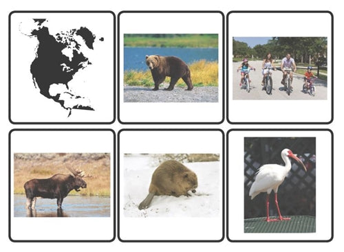Animal Classification Cards - Continent (Printed)