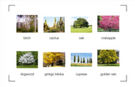 Classification of Plants & Animals (Printed)
