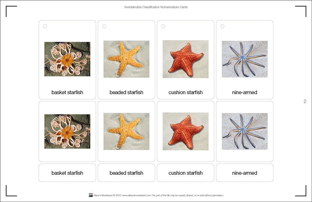 Invertebrates Classification Nomenclature Cards (Printed)