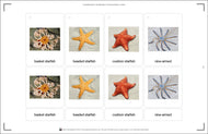 Invertebrates Classification Nomenclature Cards (Printed)