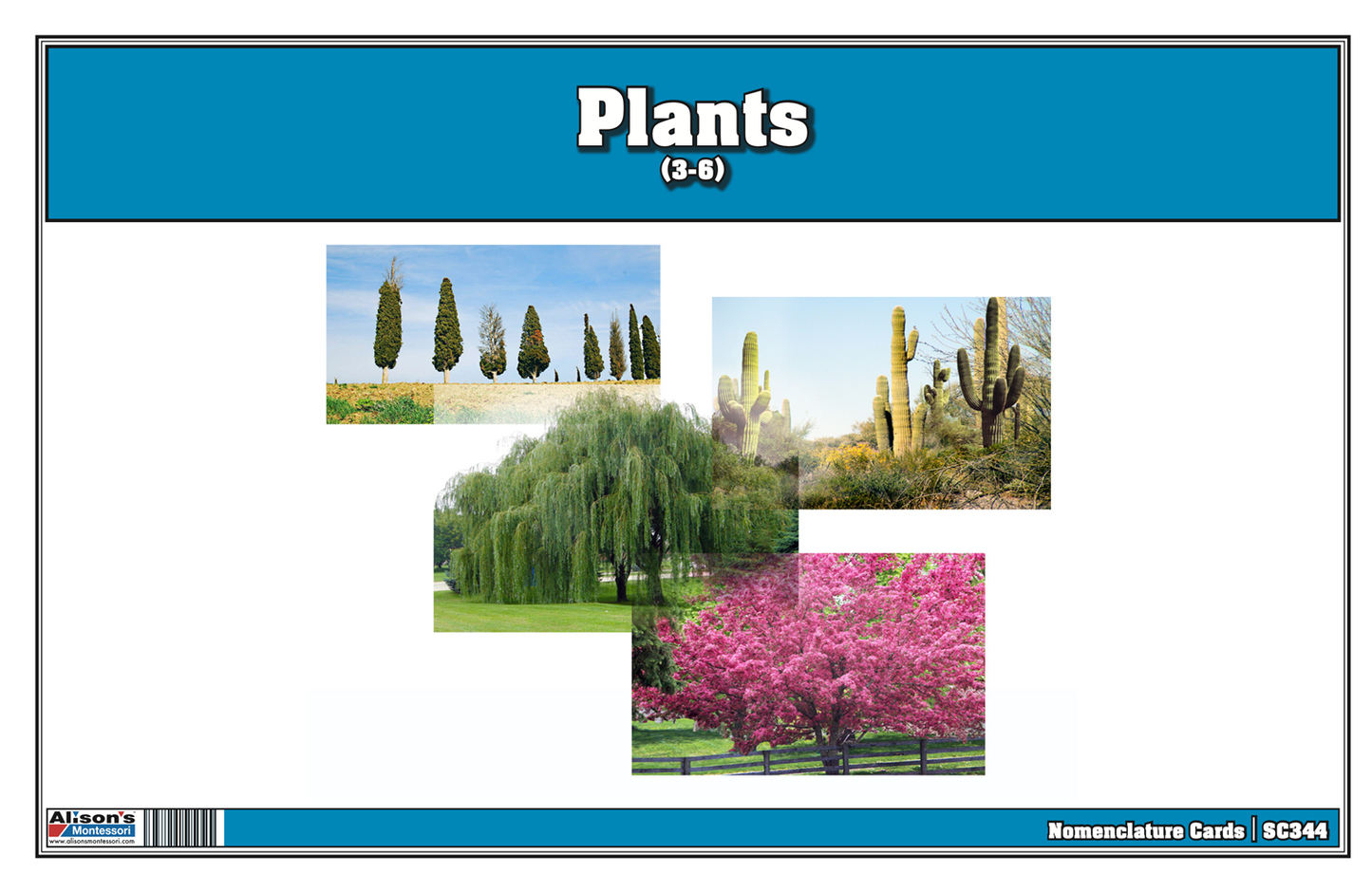 Plants Nomenclature Cards (Printed)