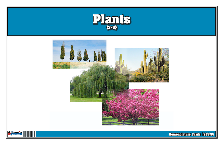 Plants Nomenclature Cards (Printed)