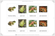 Vertebrates Classification Nomenclature Cards (Printed)