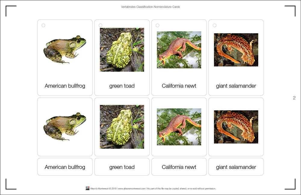 Vertebrates Classification Nomenclature Cards (Printed)