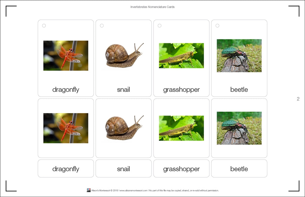 Invertebrates Nomenclature Cards (Printed)