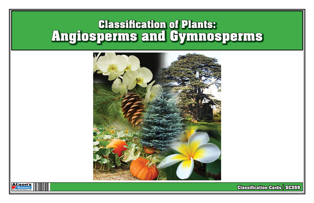 Classification of Plants: Angiosperms and Gymnosperms
