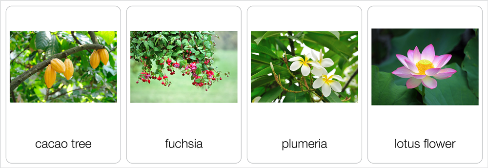 Classification of Plants: Angiosperms and Gymnosperms