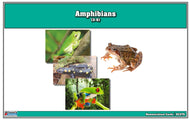 Amphibians Nomenclature Cards (Printed)