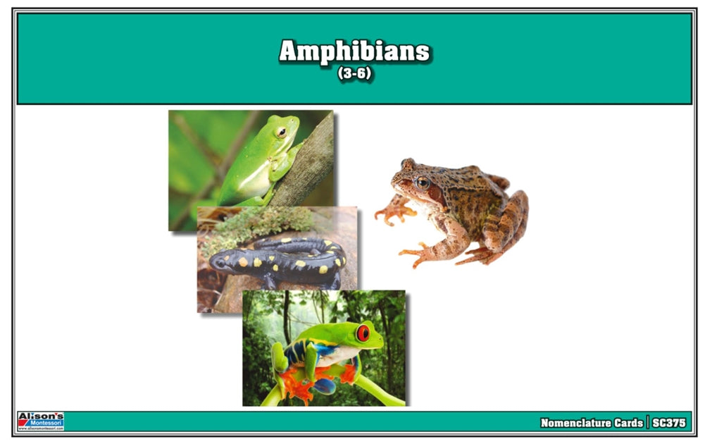 Amphibians Nomenclature Cards (Printed)