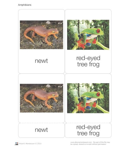 Amphibians Nomenclature Cards (Printed)