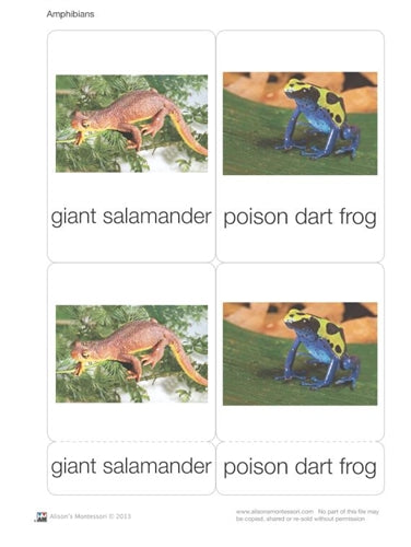 Amphibians Nomenclature Cards (Printed)