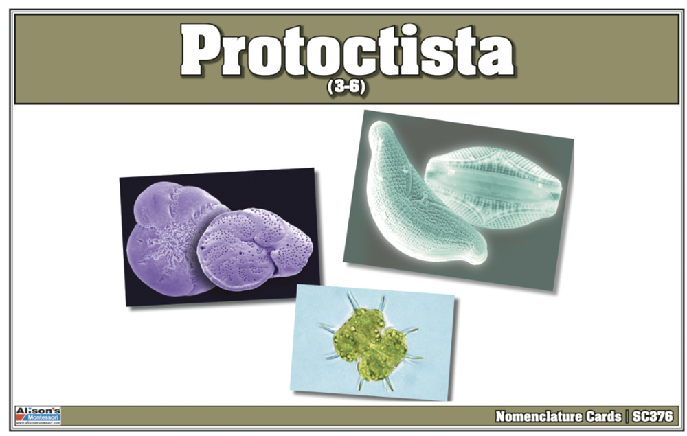 Protoctista Nomenclature Cards (Printed)
