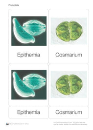 Protoctista Nomenclature Cards (Printed)