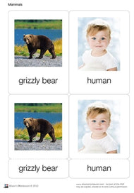 Mammals Nomenclature Cards (Printed)