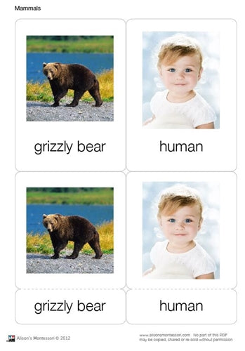 Mammals Nomenclature Cards (Printed)