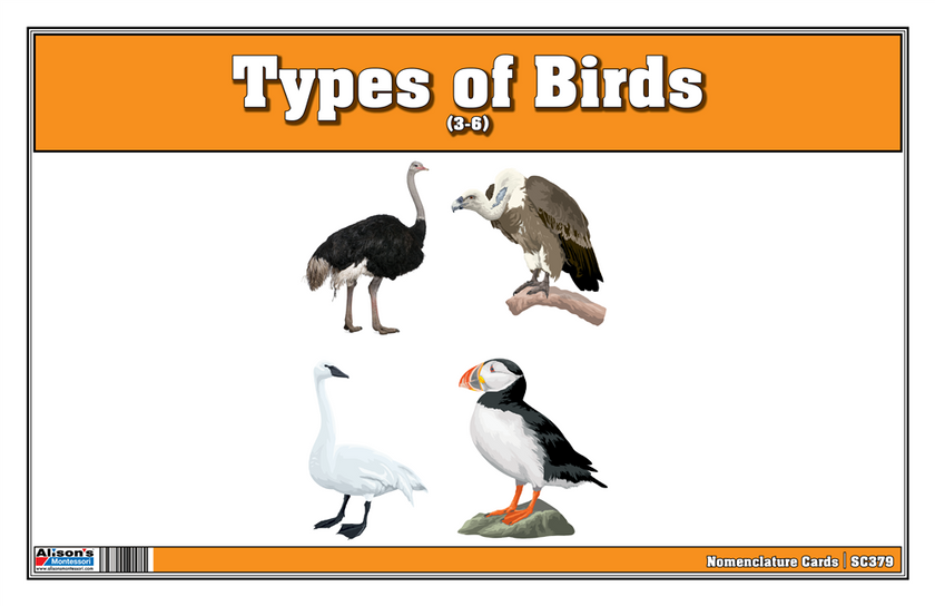 Types of Birds Nomenclature Cards (Printed)