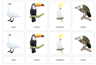 Types of Birds Nomenclature Cards (Printed)