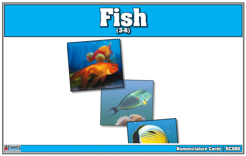 Fish Nomenclature Cards (Printed)