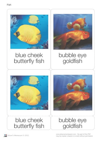 Fish Nomenclature Cards (Printed)