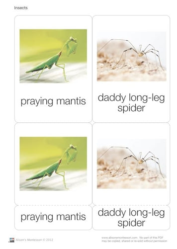 Insect Nomenclature Cards (Printed)