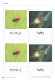 Insect Nomenclature Cards (Printed)