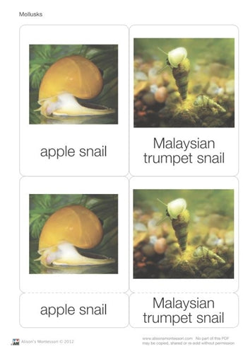 Mollusks Nomenclature Cards (Printed)