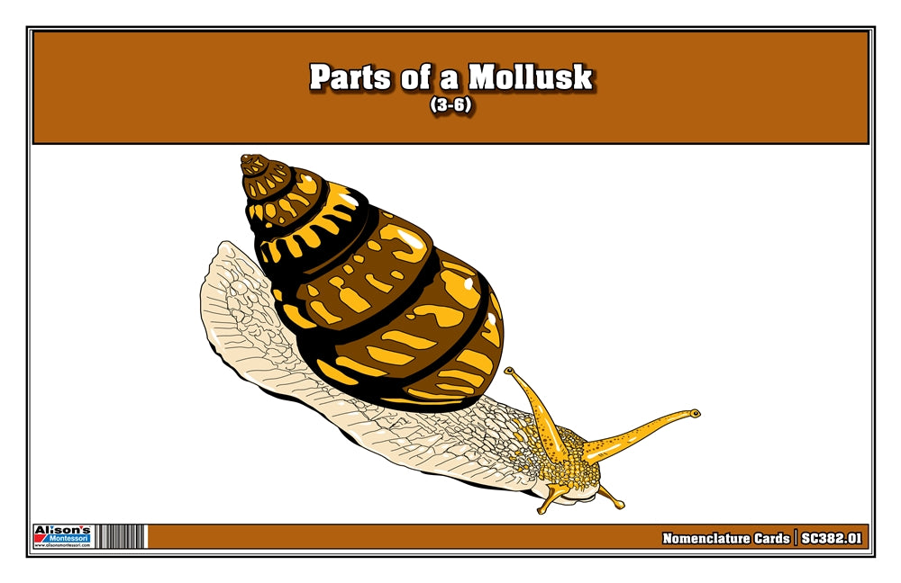 Parts of a Mollusk Nomenclature Cards 3-6 (Printed)