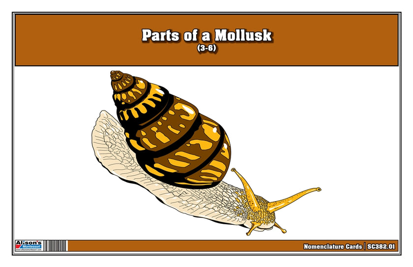 Parts of a Mollusk Nomenclature Cards 3-6 (Printed)